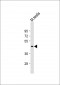 (Mouse) Utf1 Antibody (C-term)
